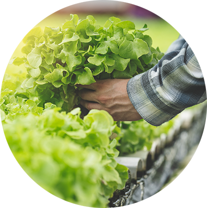 Lettuce & Green